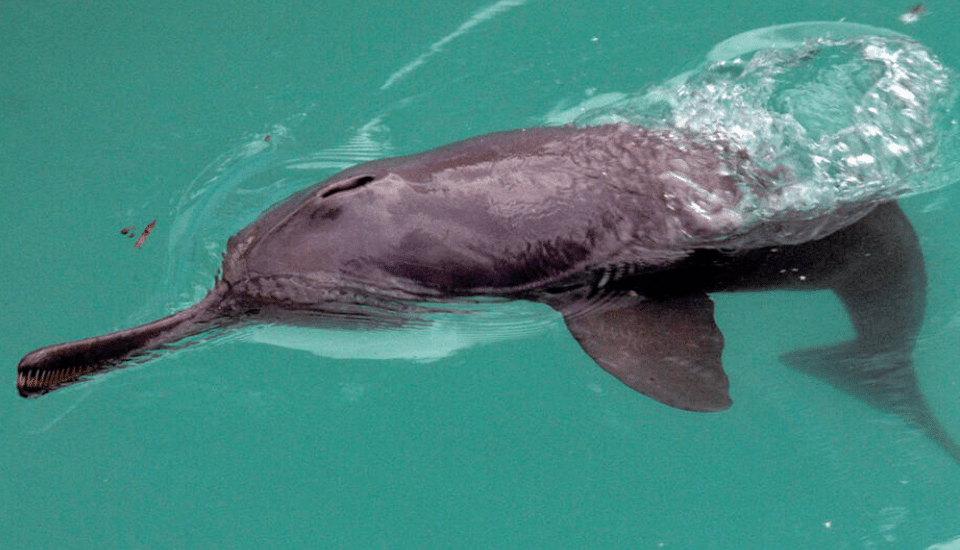 © François Xavier Pelletier / WWF-Canon