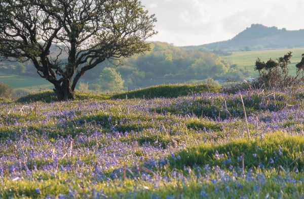 Locally led inquiry report: Devon - Environment and biodiversity 