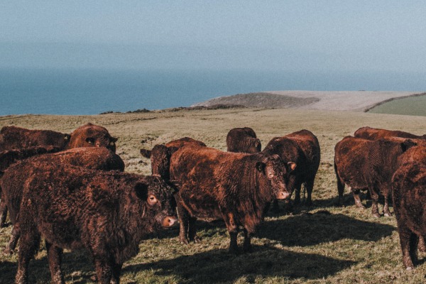 Grasslands and Livestock Production Working Group