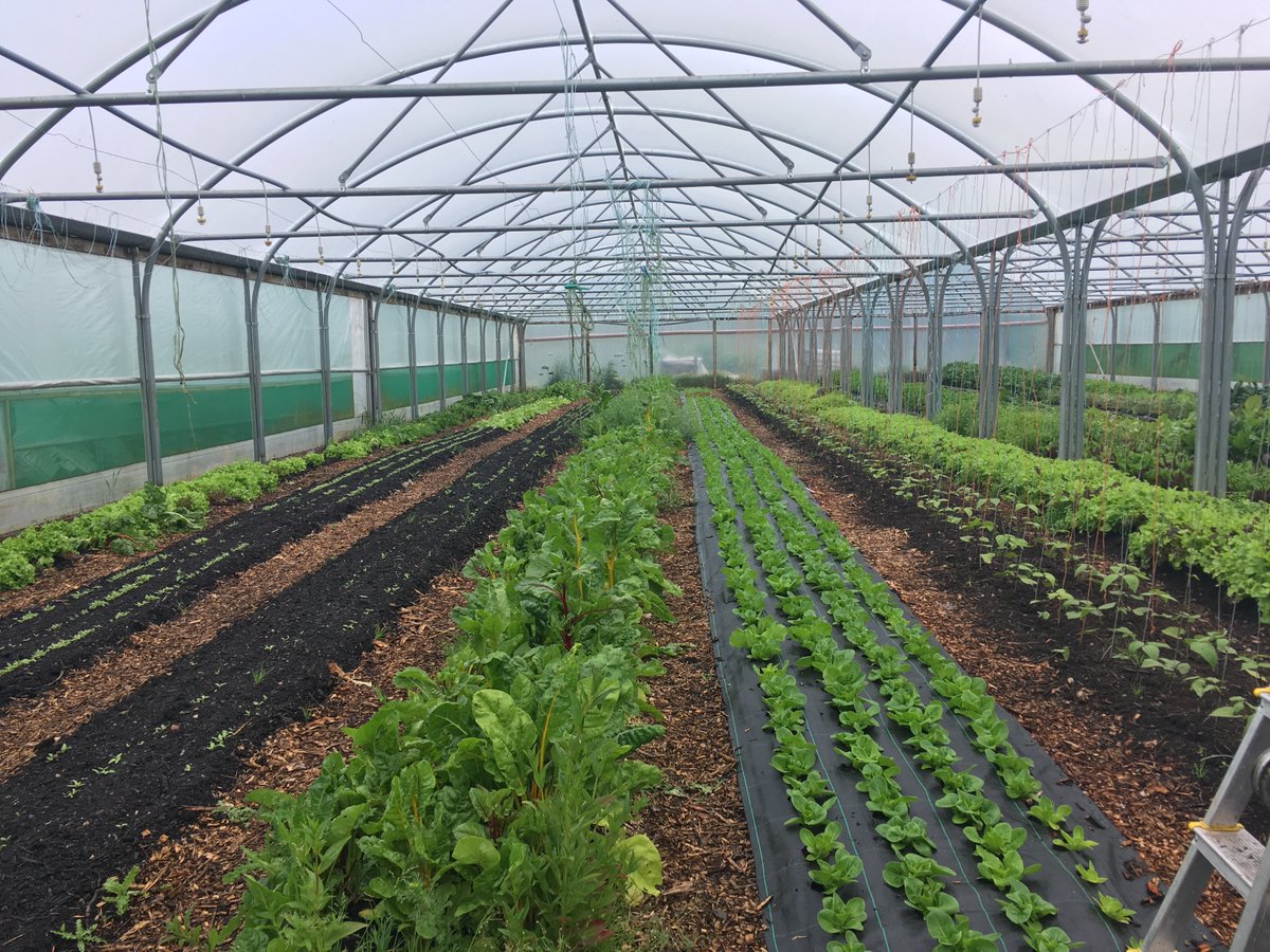 Locavore's polytunnel growing fresh organic veg