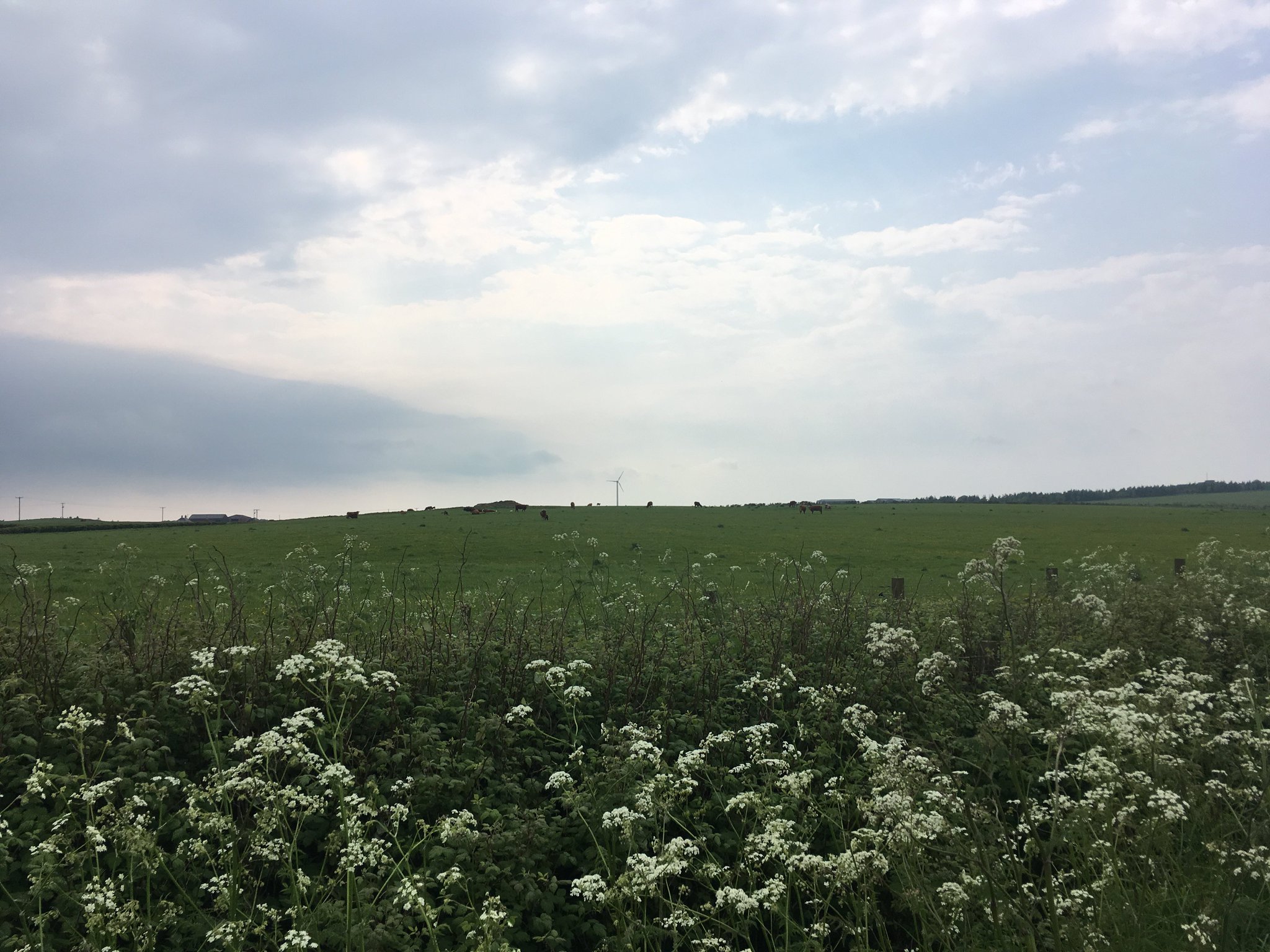 Cows in a field  in the distance with green rolling hills and a bright grey sky