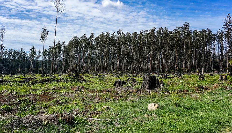 Burnt forest in Australia